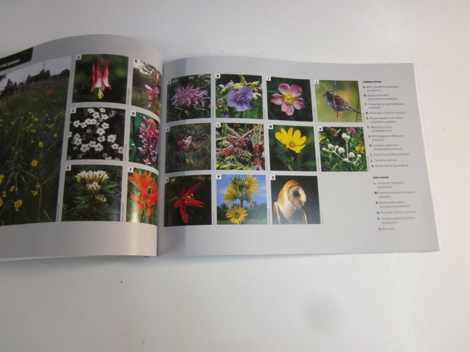 Prairies and Savannas in Michigan : Rediscovering Our Natural Heritage 2009