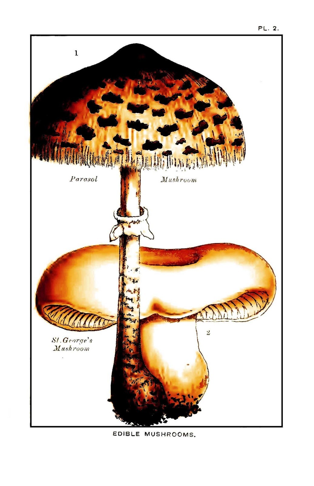 1894 Edible And Poisonous Mushrooms 158 Pages