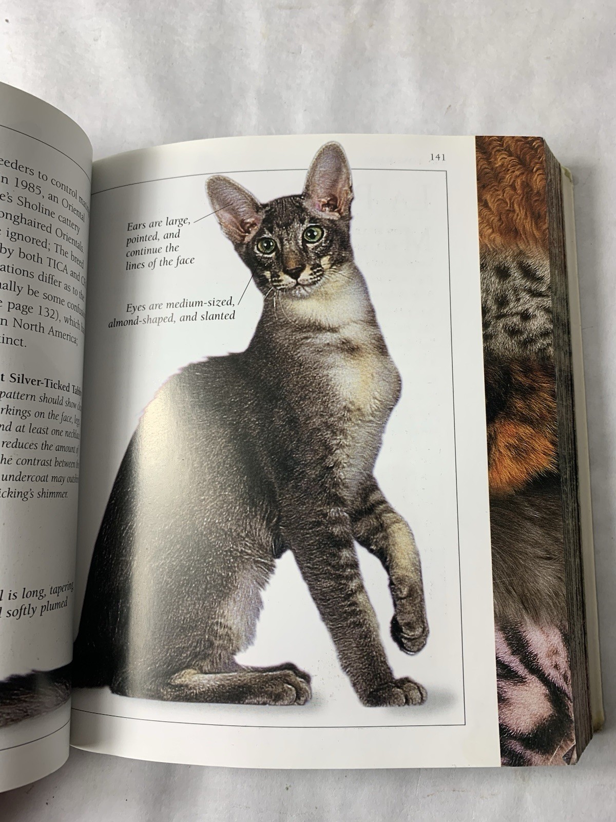 VTG CATalog PB By Dr Bruce Fogle First American Edition 2000