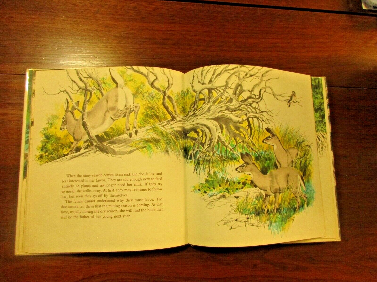 Islands Of The Tiny Deer by Julian May Illustrated by Rod Ruth Wildlife FL Keys