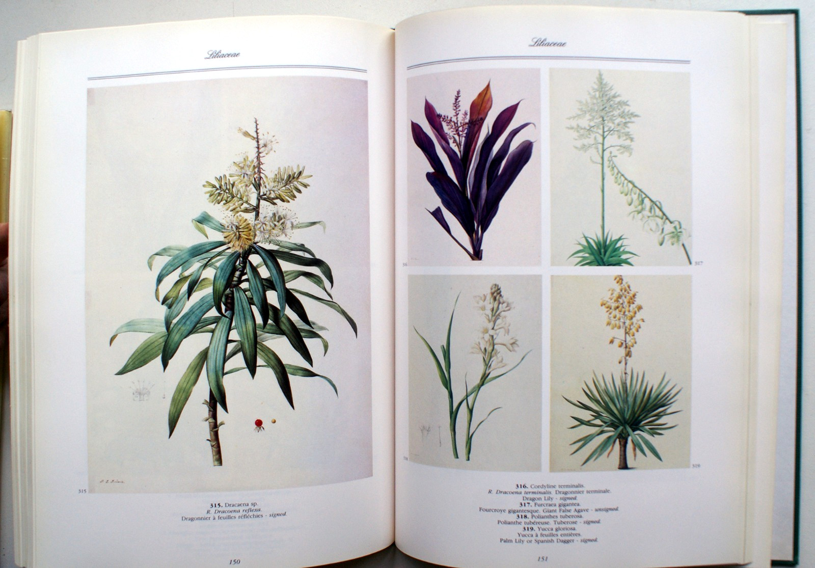 A REDOUTE TREASURY: 468 WATERCOLOURS FROM LES LILIACEES, Pierre Joseph [399]