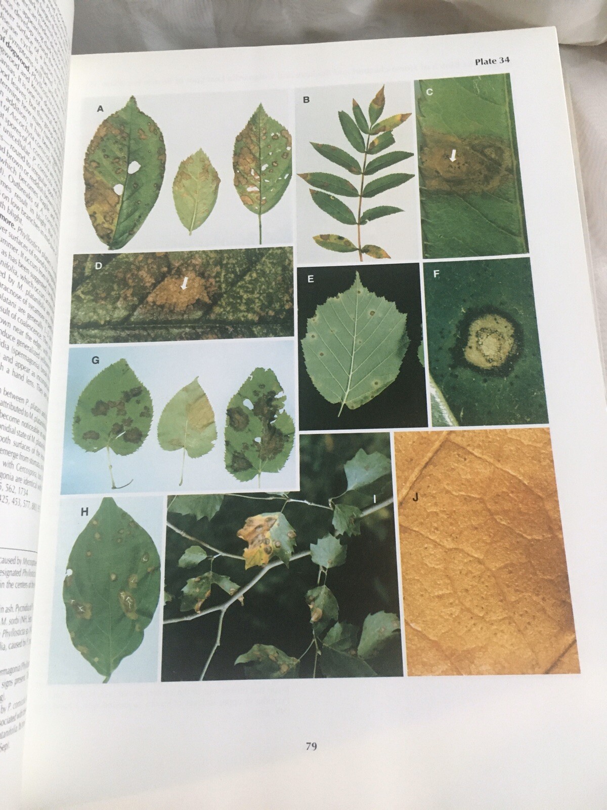 Diseases of Trees and Shrubs by Sinclair, Lyon, and Johnson (Cornell, 1987)
