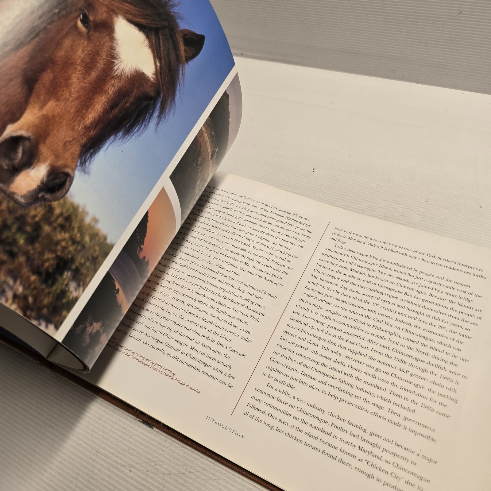 Wild Horses of the Dunes by Rich Pomerantz Hardcover Photography Book Nature