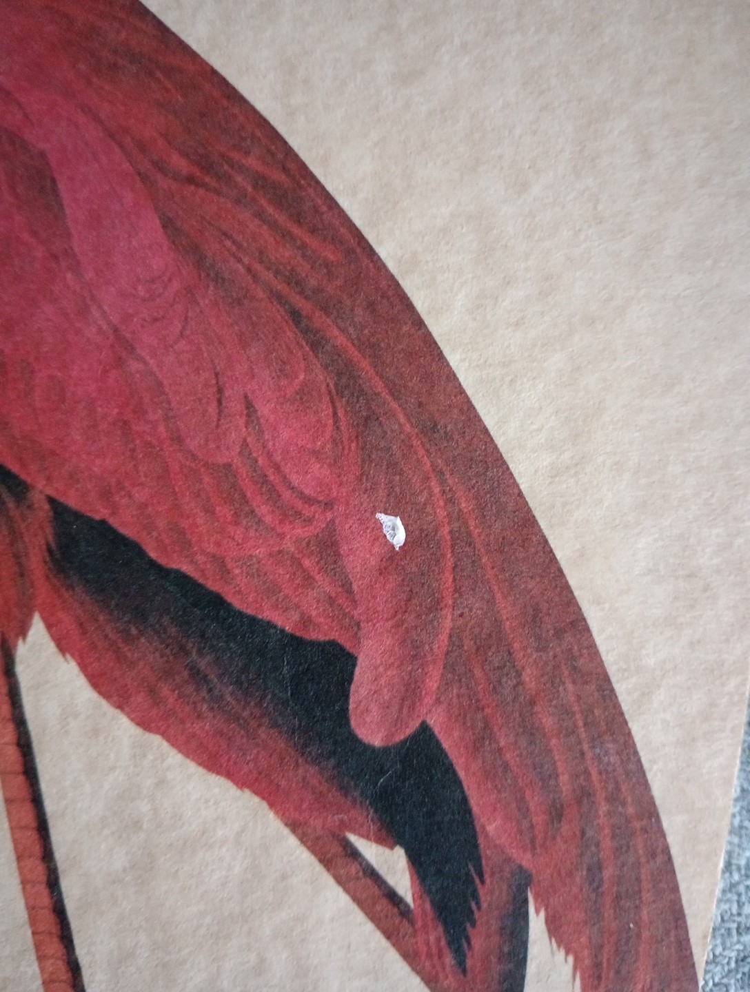 The Audubon Notebook 1981 Illustrated Journal with Space for Notes
