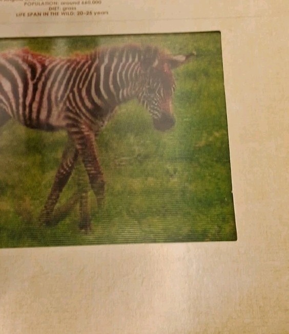 Safari: A Photicular Book