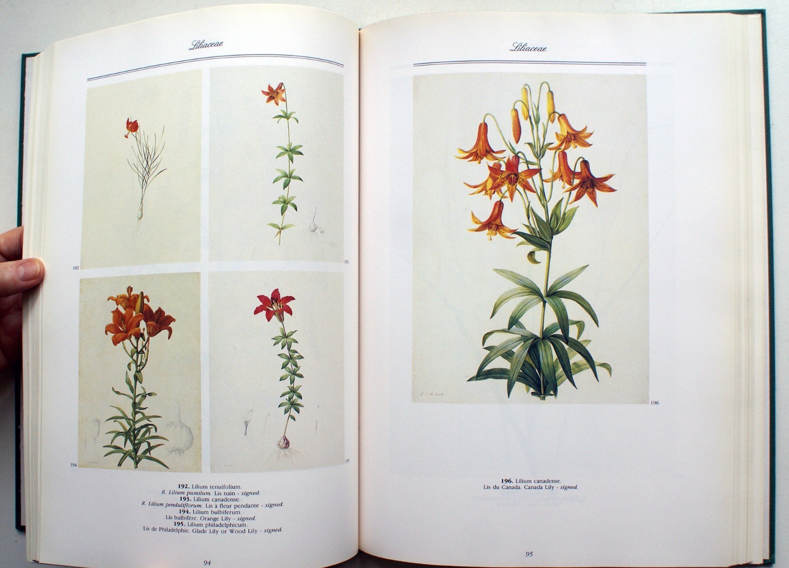 A REDOUTE TREASURY: 468 WATERCOLOURS FROM LES LILIACEES, Pierre Joseph [399]
