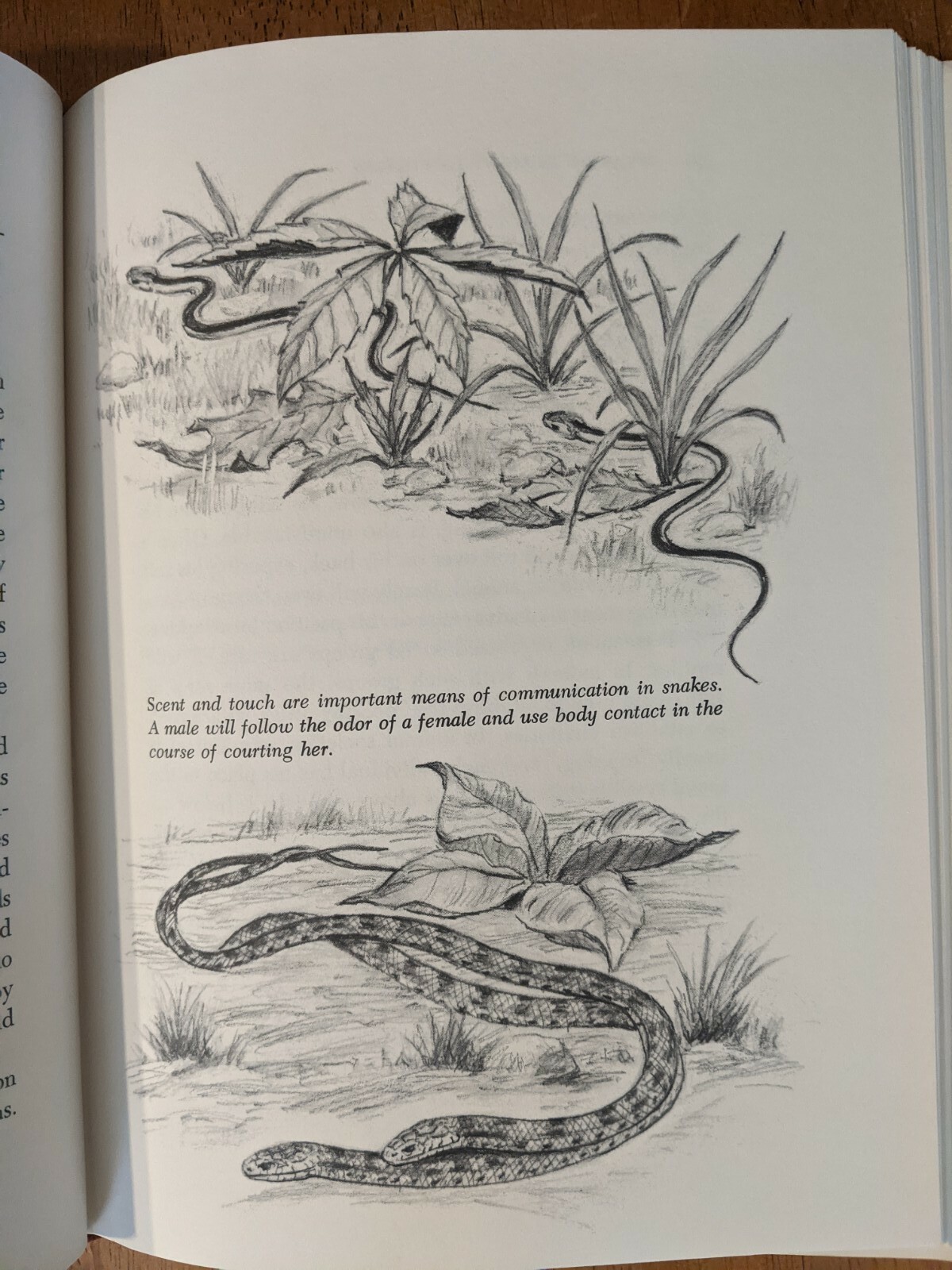 Reptiles and How They Reproduce HCDJ Dorothy Hinshaw Patent First Edition 1977