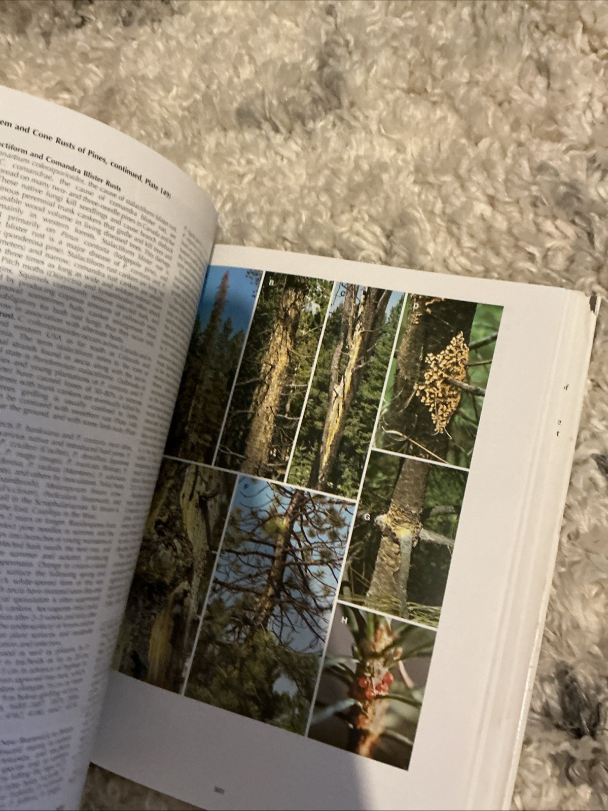 Diseases of Trees and – Hardcover, by Wayne Sinclair; Howard – Very Good b