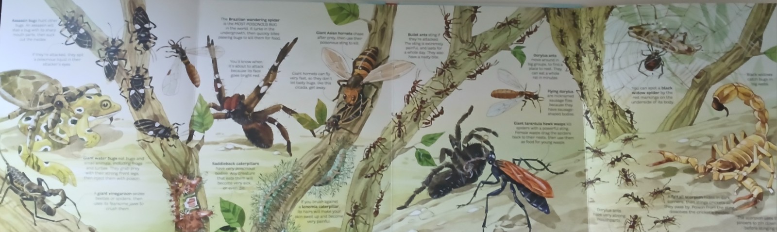 Usborne Big Book Of Dinosaurs & Bugs STEM Learning Fold-Out Pages Home School