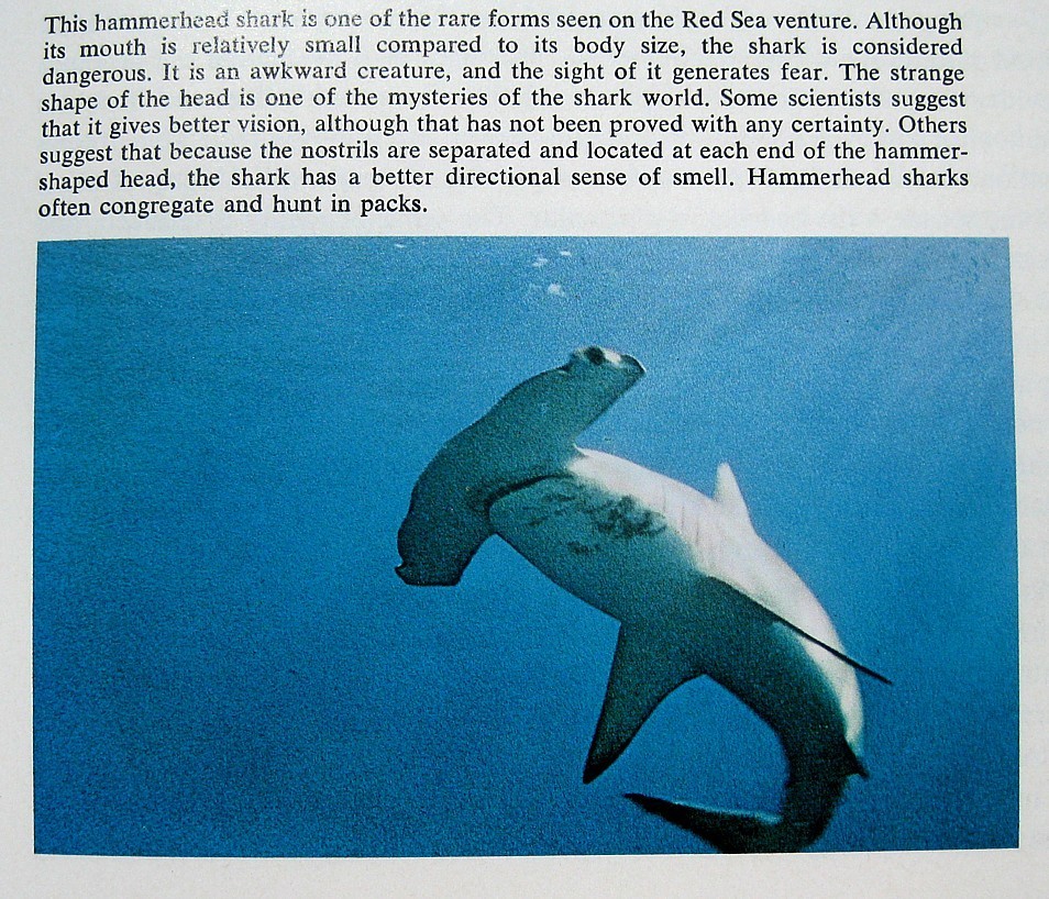 1970 SHARKS Personally Signed by JACQUES COUSTEAU & PHILIPPE COUSTEAU Ocean JAWS