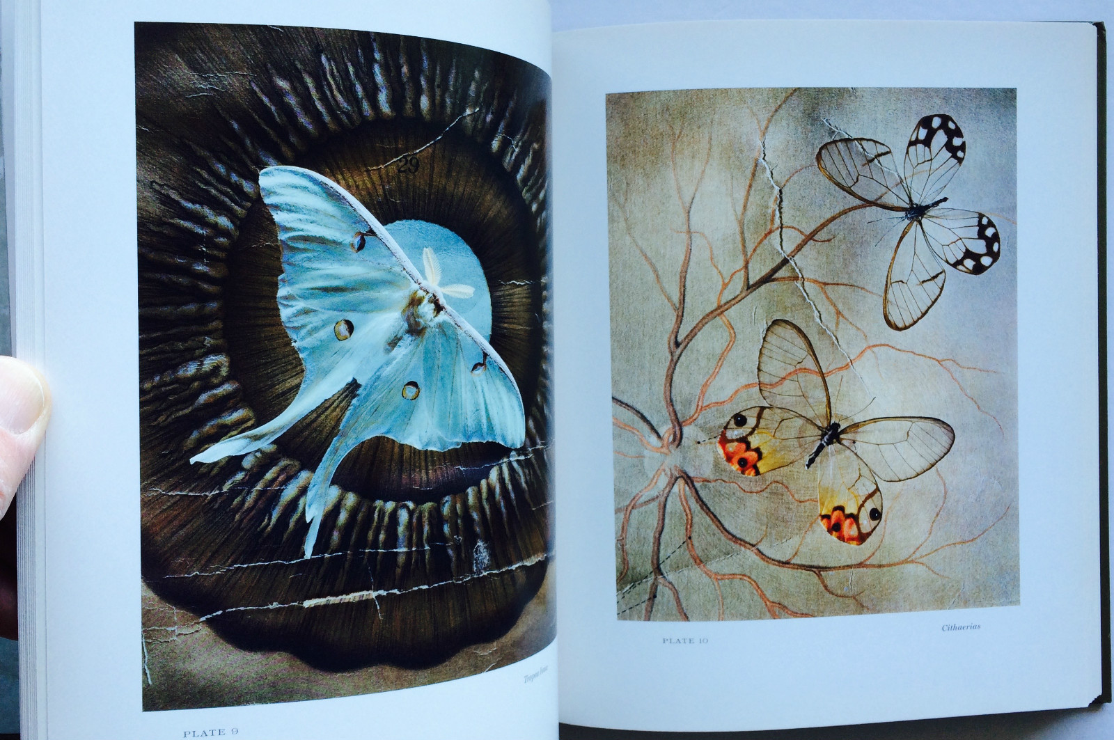 2008 THEATER of INSECTS Jo Whaley hb/128pp/ART – BUTTERFLIES – INSECTS – UNIQUE