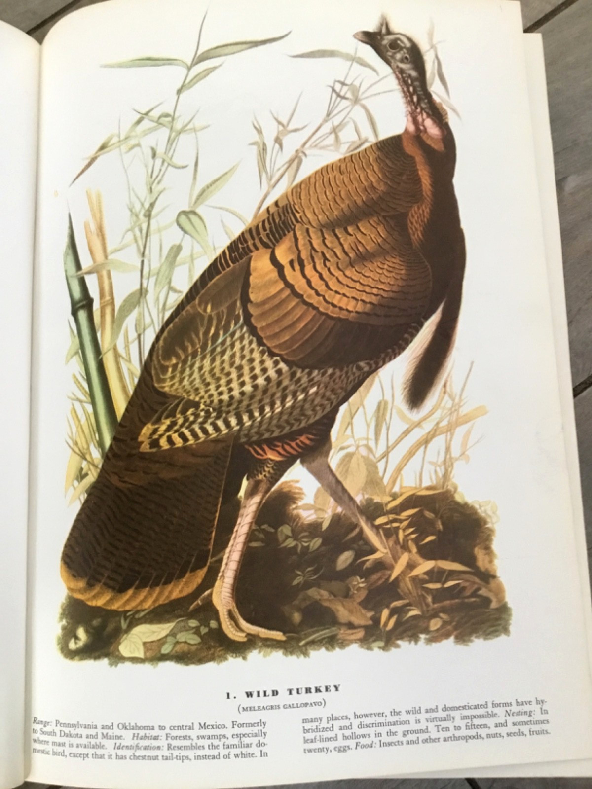 BIRDS OF AMERICA John Audubon McMillan Co Color Plate Prints 10th Printing 1974