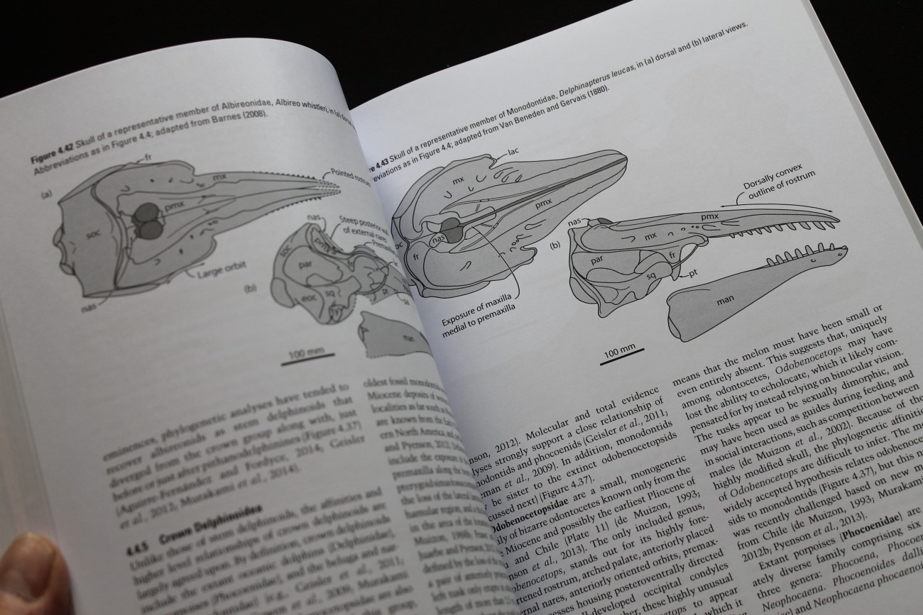 Cetacean Paleobiology Whales Dolphins evolution fossils Baleen Archaeocetes