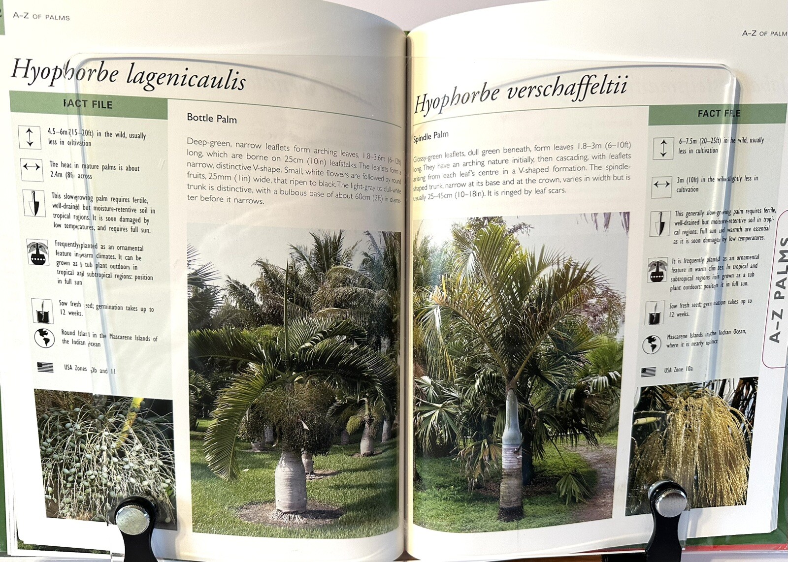 Palms And Cycads: A Guide To Selecting, Growing & Propagating David Squire New