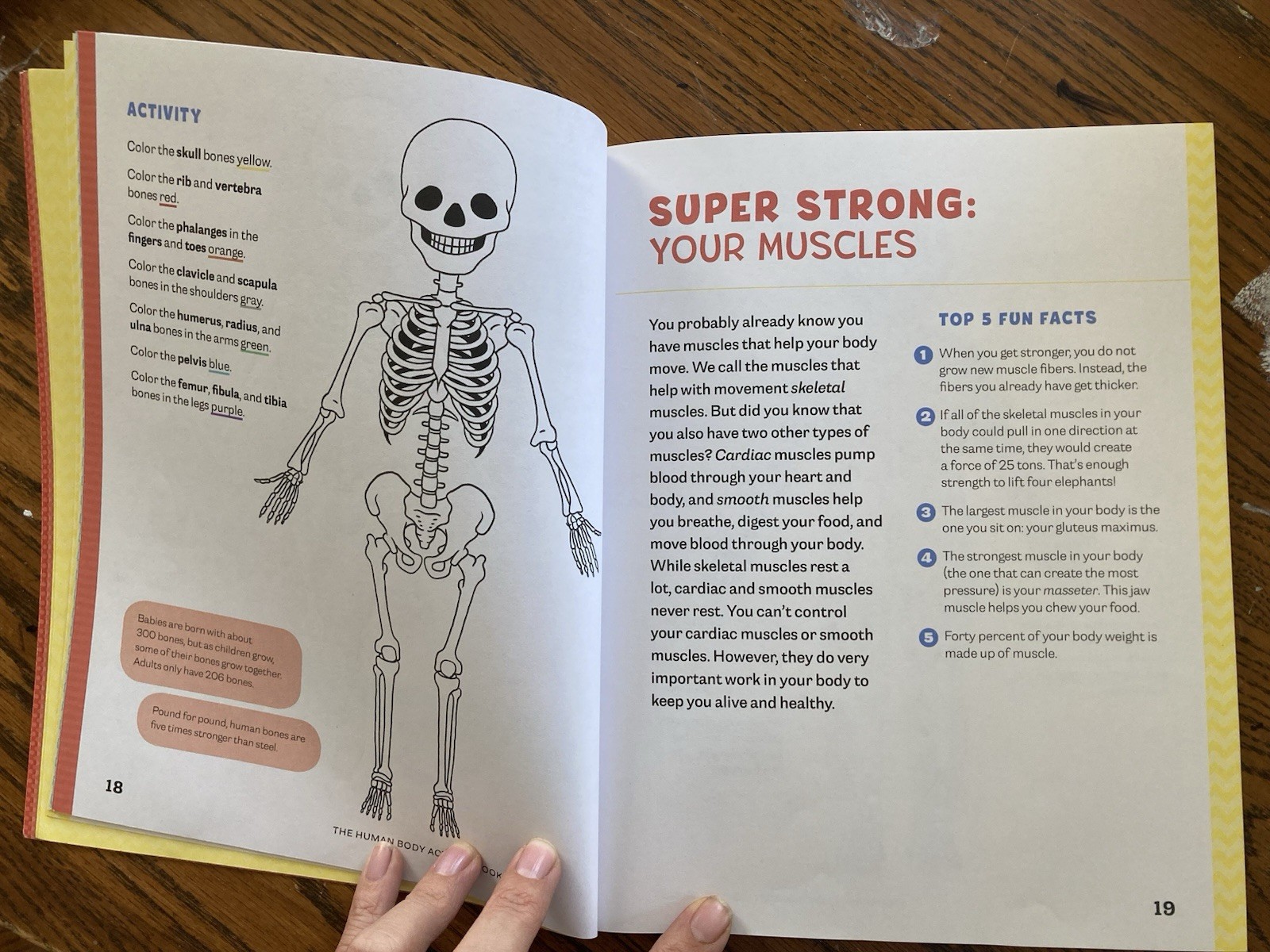 Human Body Activity Book for Kids : Hands-On Fun for Grades K-3 by Katie Stokes