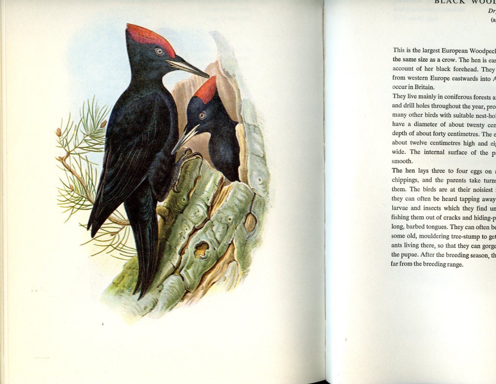 Birds of Europe, 160 color-plates from Lithographs of John Gould, 1966, HC Book