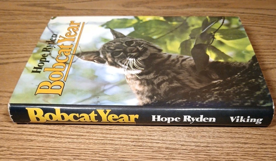 Bobcat Year By Hope Ryden 1981 Hardcover