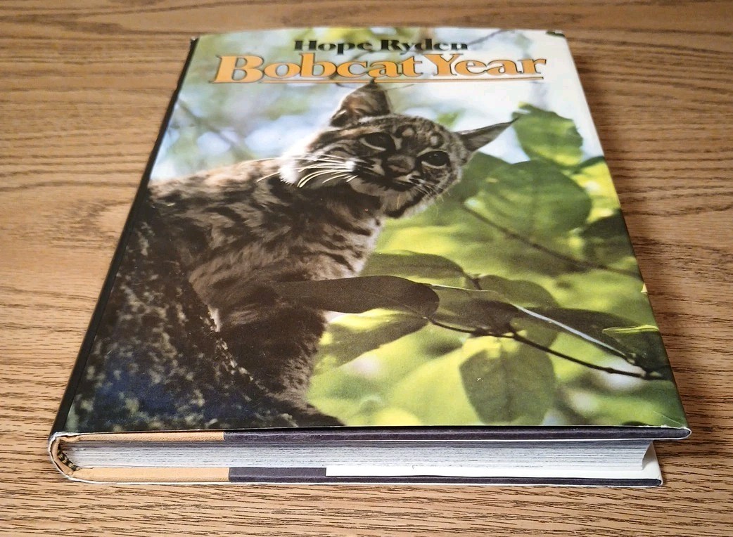 Bobcat Year By Hope Ryden 1981 Hardcover