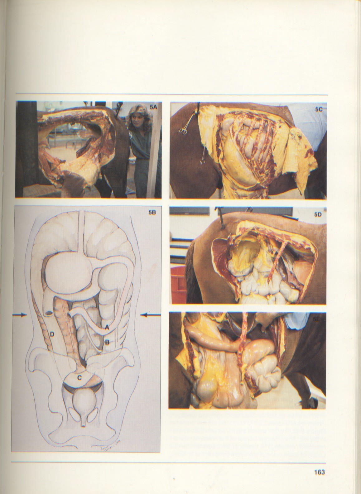 Colic Management in the Horse: ISBN# 0935078-38-x 292 pgs. Many illustrations