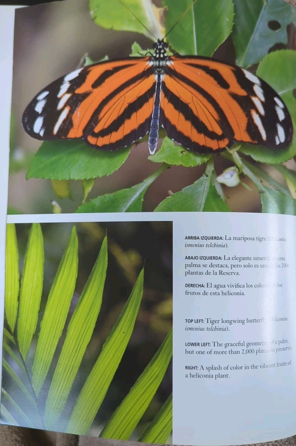 Monteverde: Cloud Forest Preserve Hardcover. English & Spanish, 152 pages