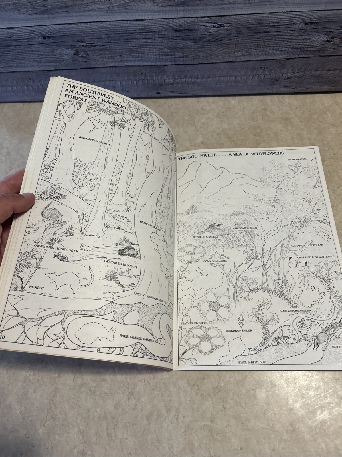 Vintage Australian Animals Sticker Fun Coloring Book 1983 New Unused