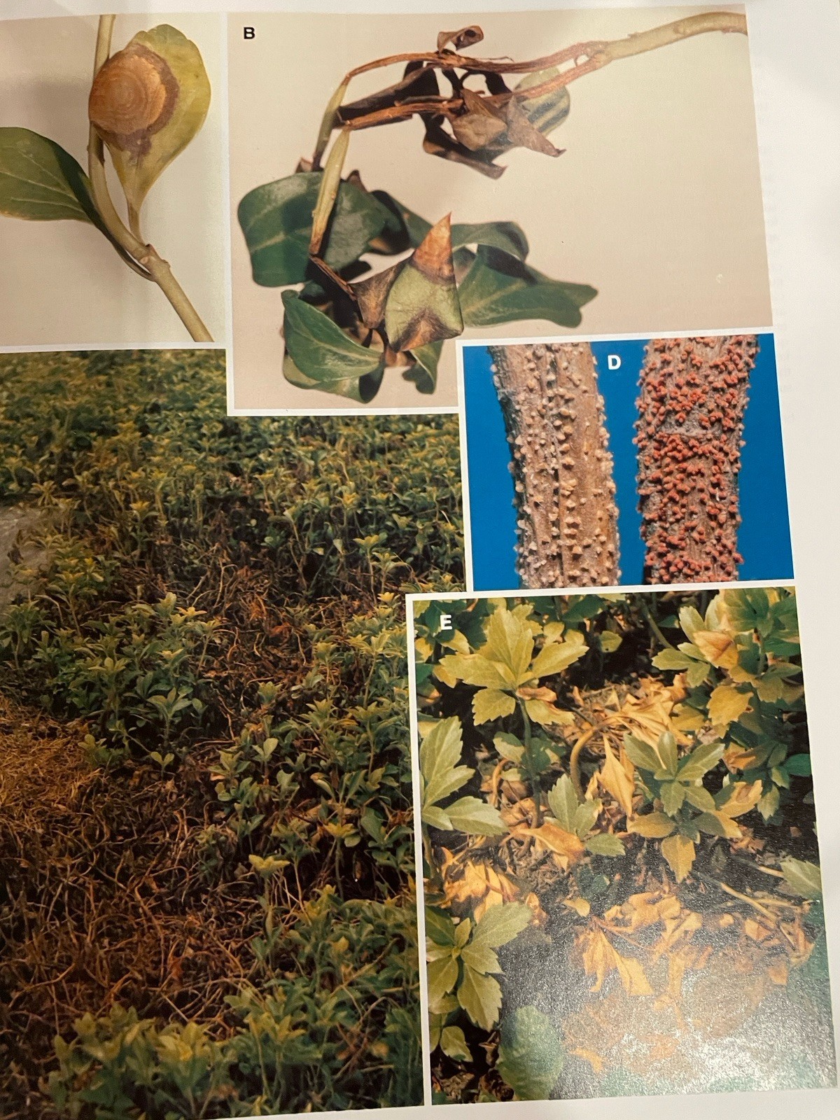 Diseases of Trees And Shrubs By Wayne Sinclair, Howard Lyon, Warren Johnson Book