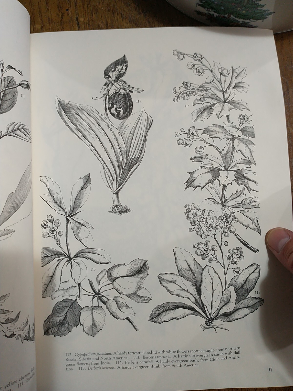 Victorian Floral Illustrations 344 Wood Engravings Plants Carol Belanger Grafton