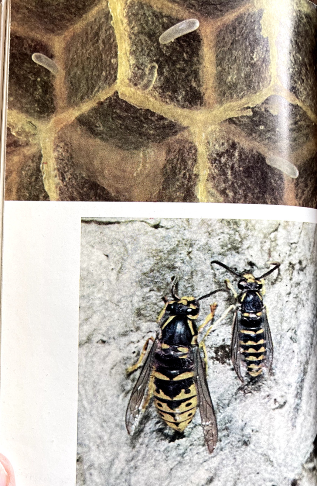 1951 AMERICAN SOCIAL INSECTS by Michener 1st Ed/hb/267pp/DJ/NICELY ILLUSTRATED