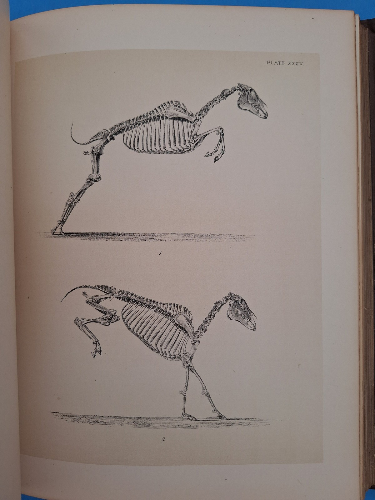 RARE c 1882 THE HORSE IN MOTION by J.D.B. Stillman Photos By Eadweard Muybridge