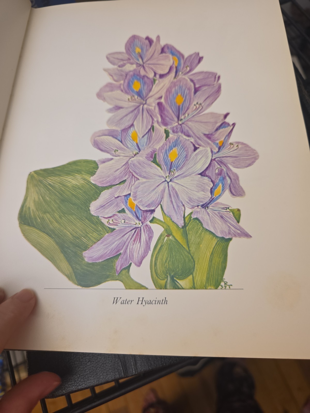 Wildflower Portraits Eloise Reid Thompson Univ of Oklahoma 1964 HB VG Book Plant