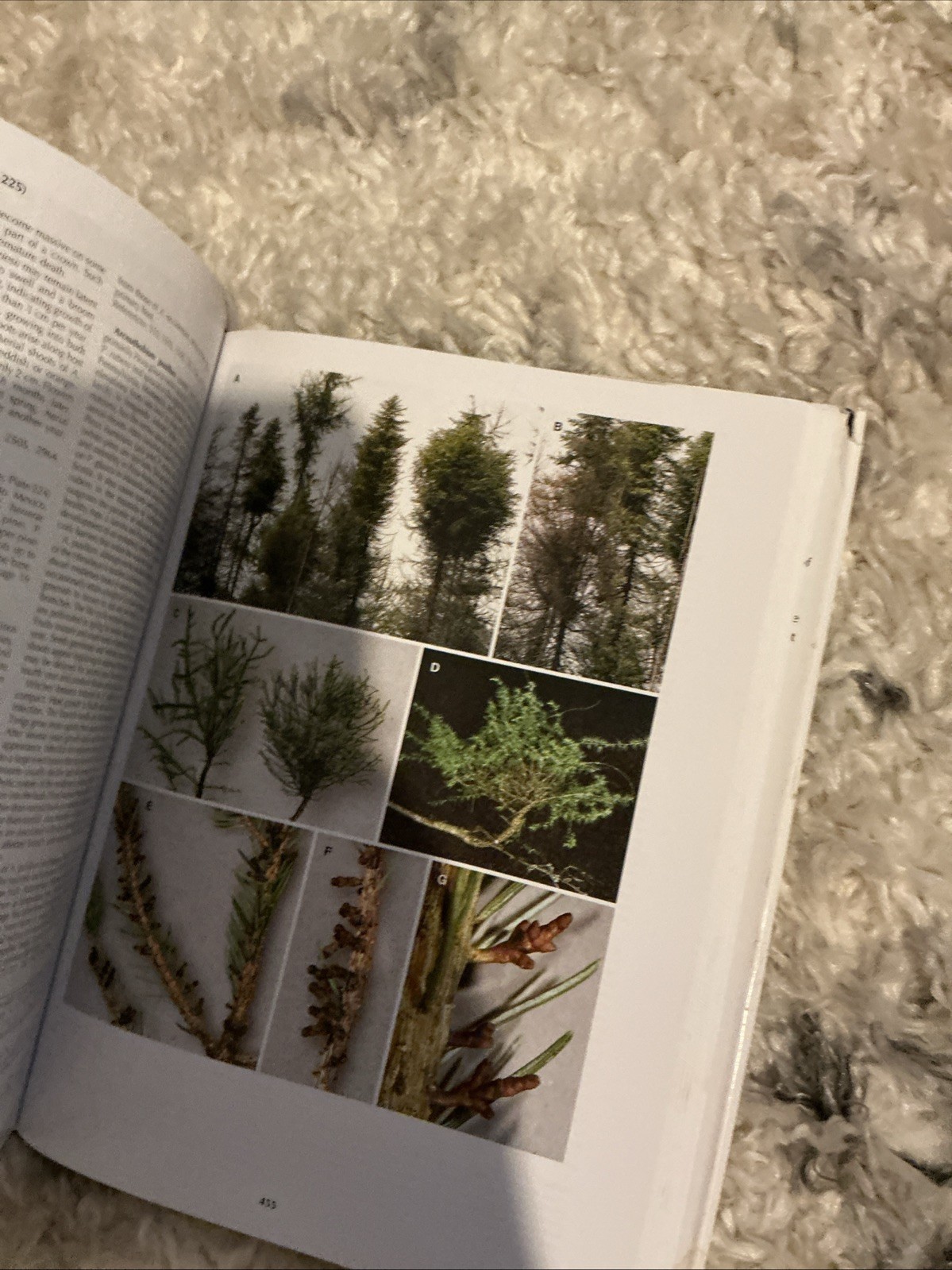 Diseases of Trees and – Hardcover, by Wayne Sinclair; Howard – Very Good b