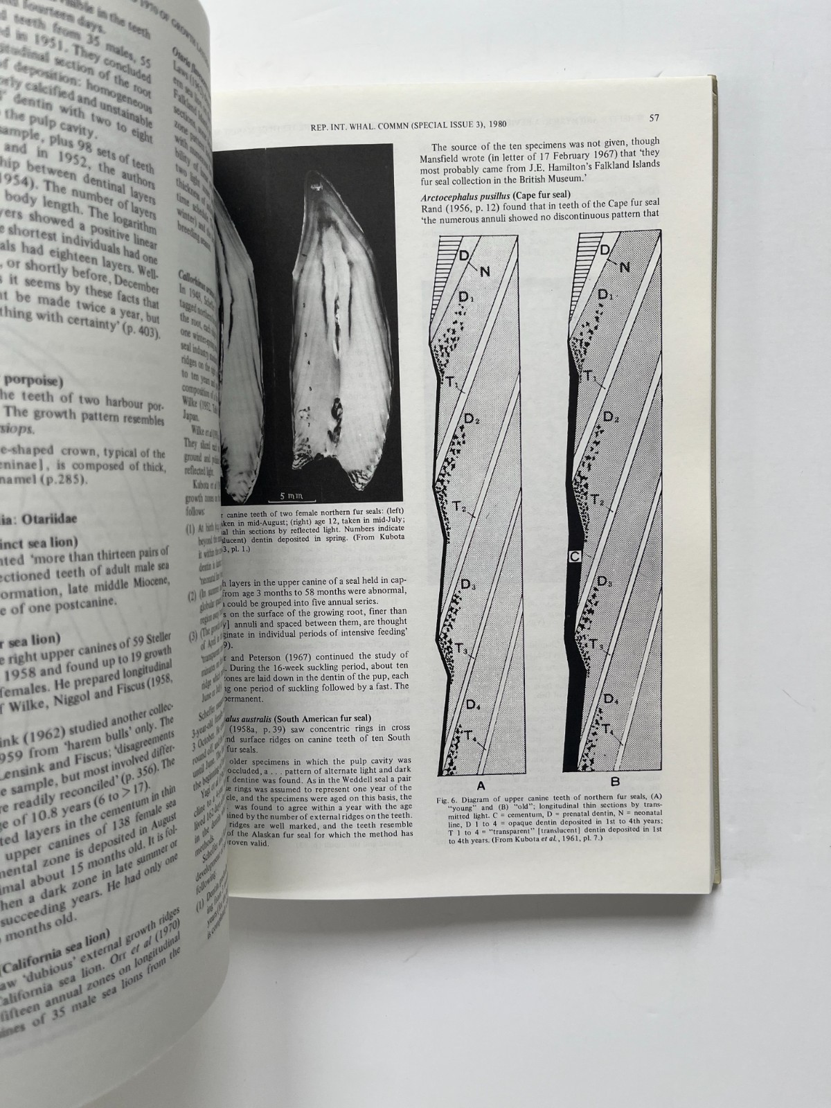 Age Determination of Toothed Whales and Sirenians ~ Whaling Commission 1980