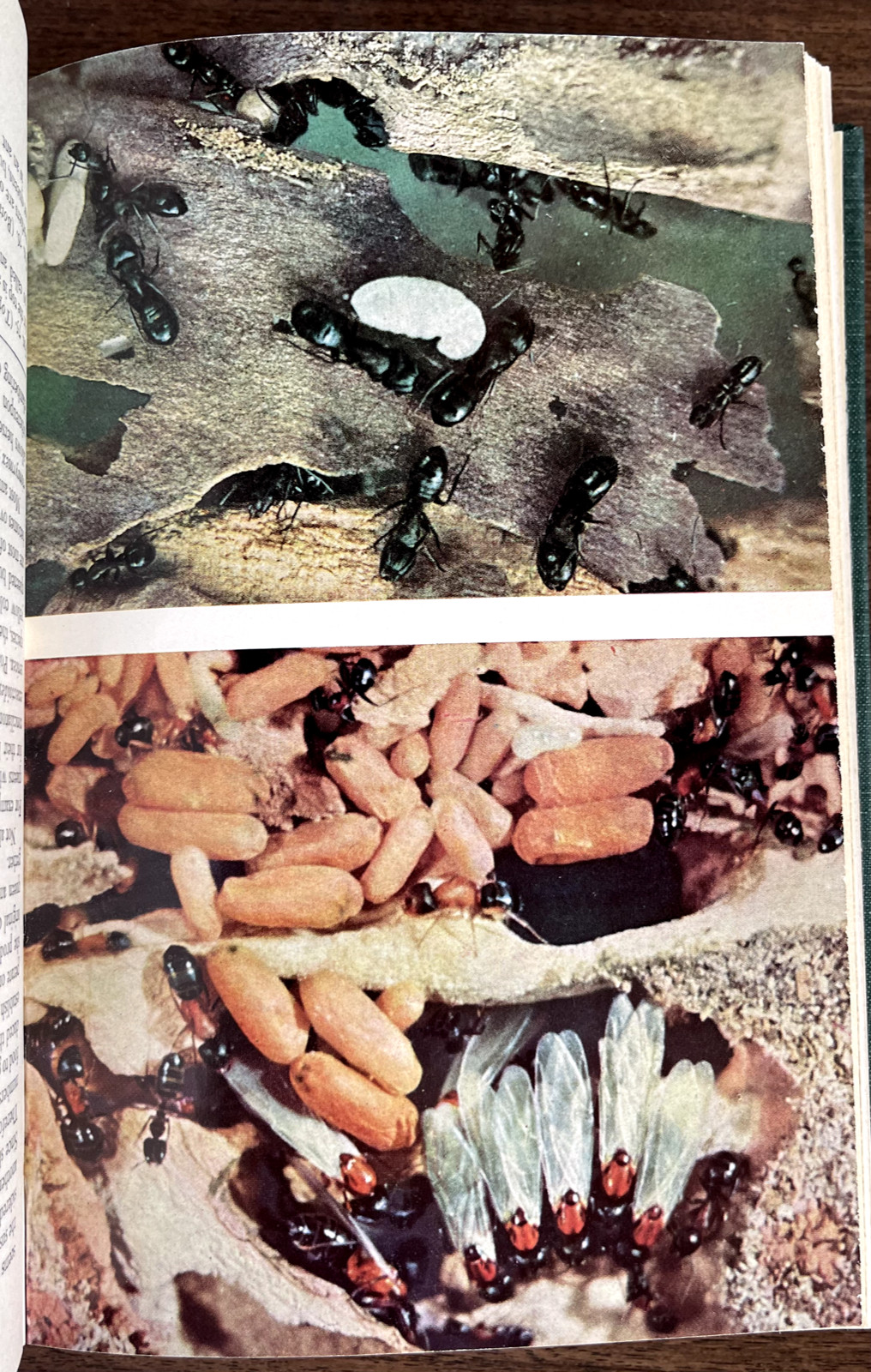 1951 AMERICAN SOCIAL INSECTS by Michener 1st Ed/hb/267pp/DJ/NICELY ILLUSTRATED
