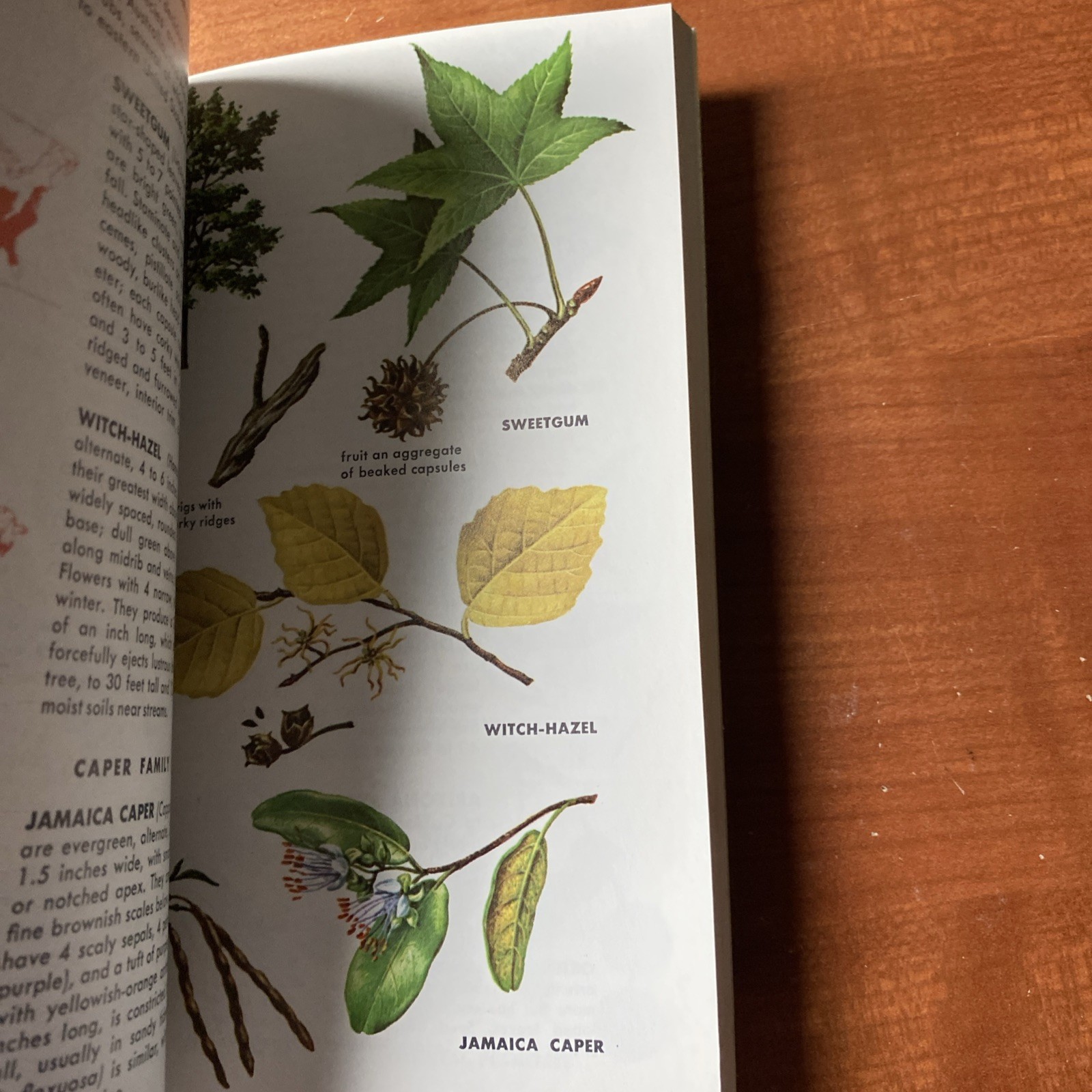 Guide to Field Identification Birds North America Golden Field Guide 1966 Trees
