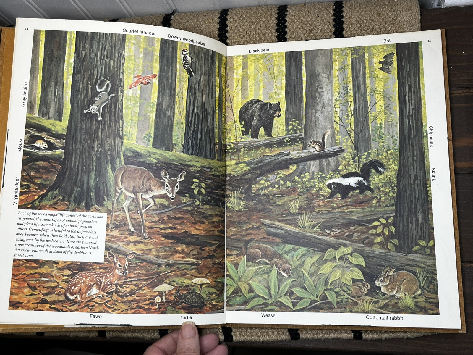 Animal Camouflage, Dorothy Shuttlesworth, illustrated by Matthew Kalmenoff HB XL