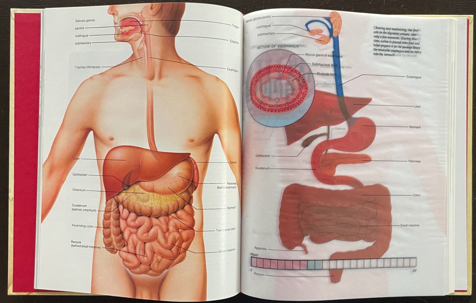 THE HUMAN BODY Complete Set. Vol 1-20. 1985. Torstar. Good Condition
