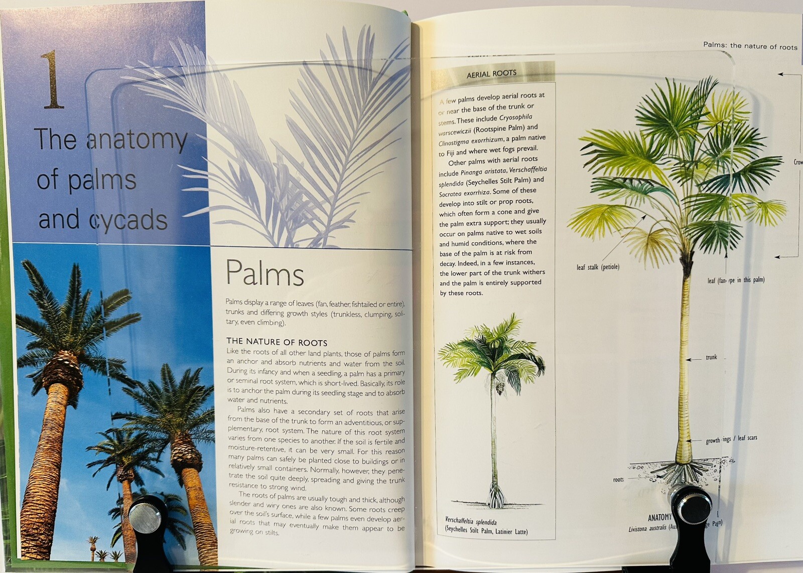 Palms And Cycads: A Guide To Selecting, Growing & Propagating David Squire New