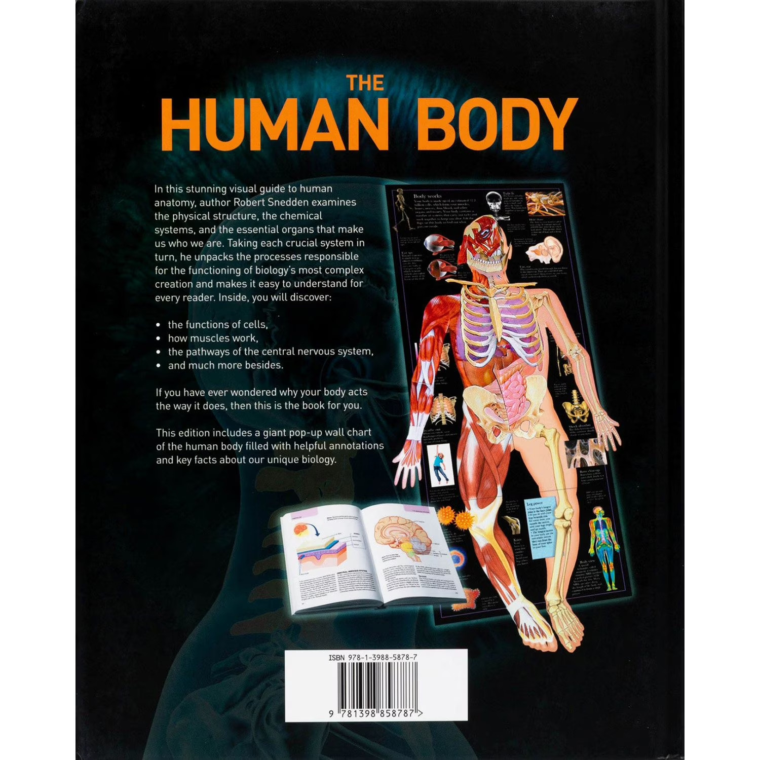 The Human Body An Illustrated Guide to It’s Form, Functions, and Capabilities
