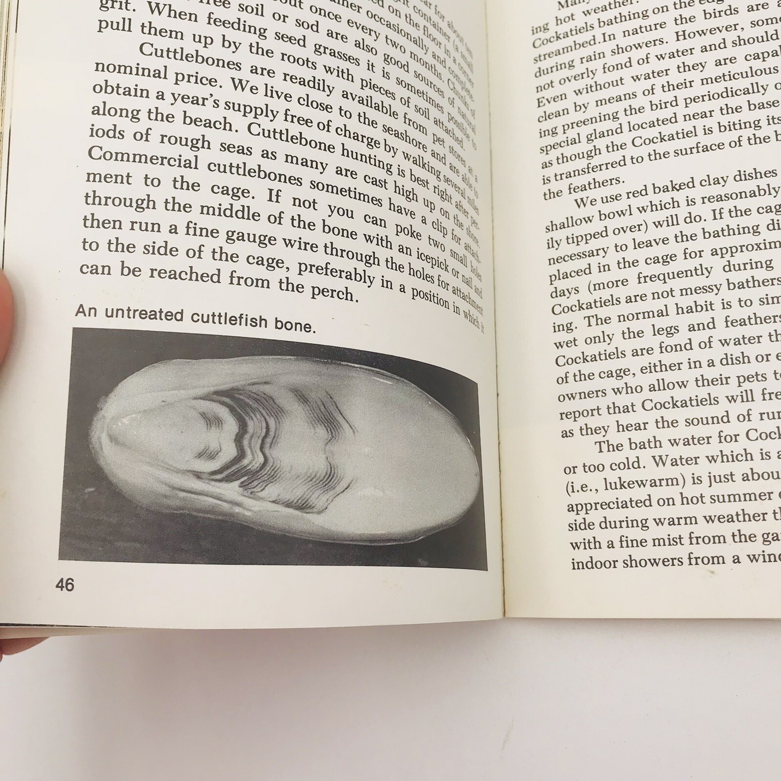 All About Cockatiels Gerald & Connie Allen Paperback Color Illus VTG 1977 Bird