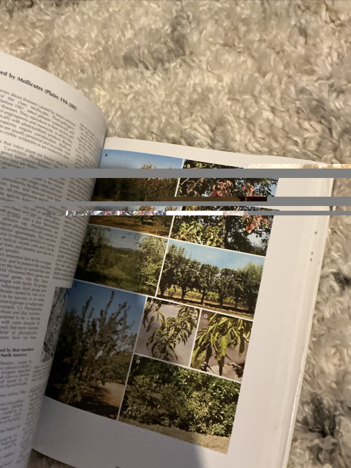 Diseases of Trees and – Hardcover, by Wayne Sinclair; Howard – Very Good b