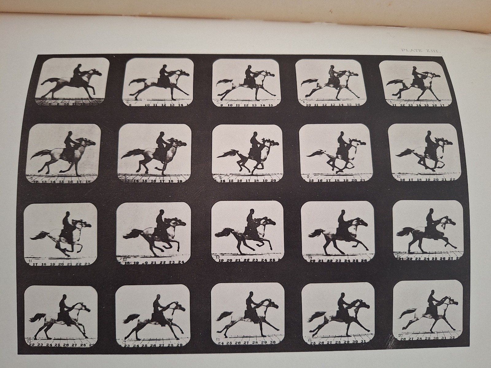 RARE c 1882 THE HORSE IN MOTION by J.D.B. Stillman Photos By Eadweard Muybridge
