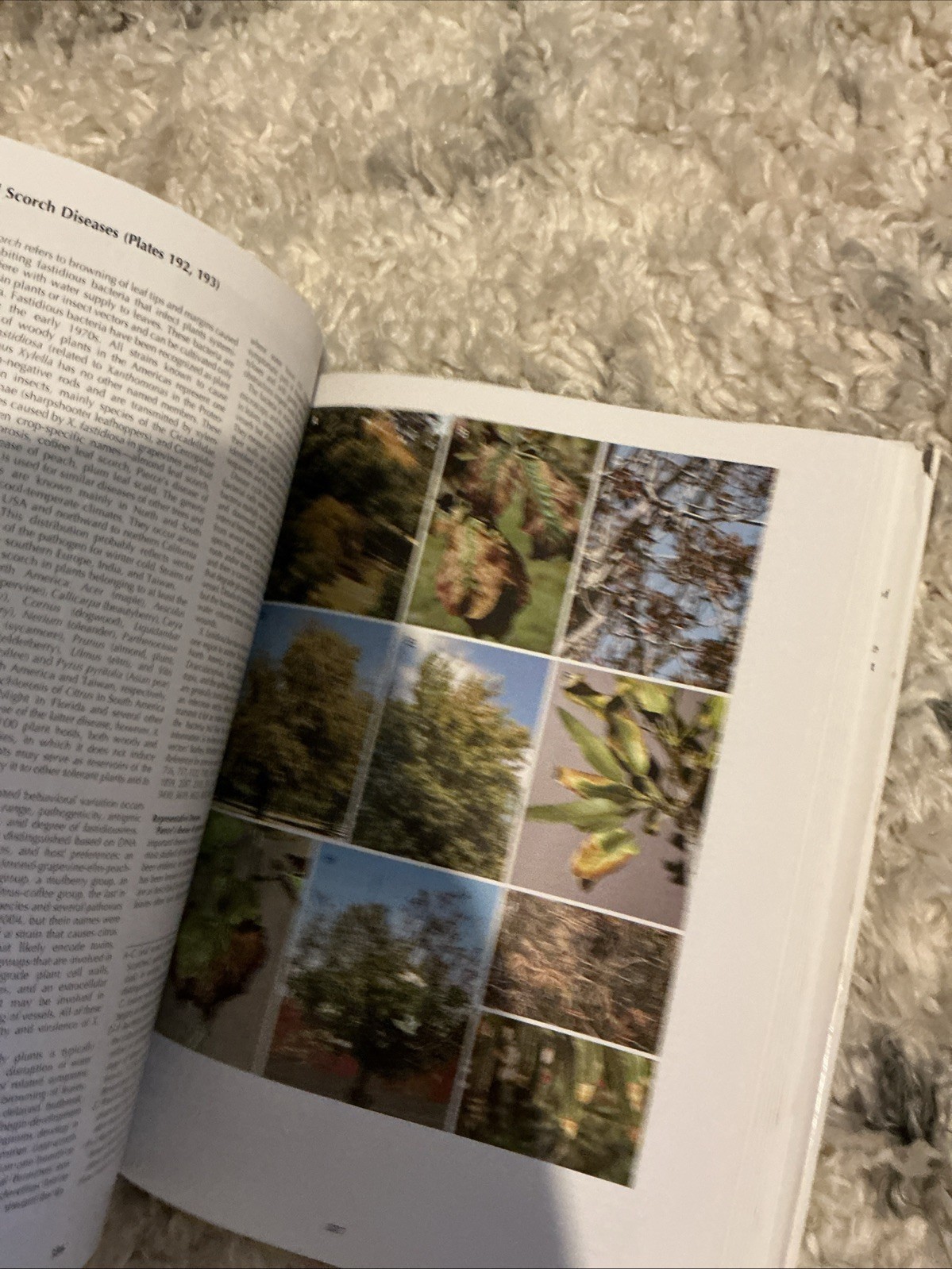 Diseases of Trees and – Hardcover, by Wayne Sinclair; Howard – Very Good b