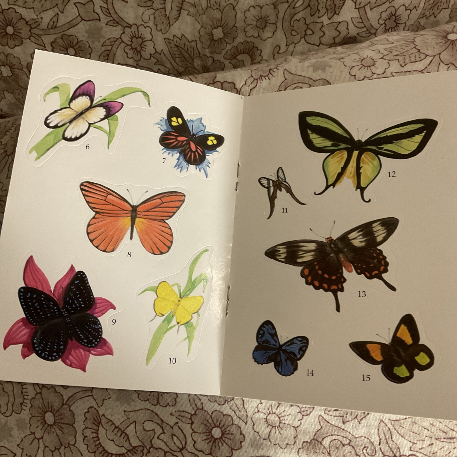 REALISTIC BUTTERFLY STICKERS (DOVER LITTLE ACTIVITY BOOKS) Jan Sovak BRAND NEW