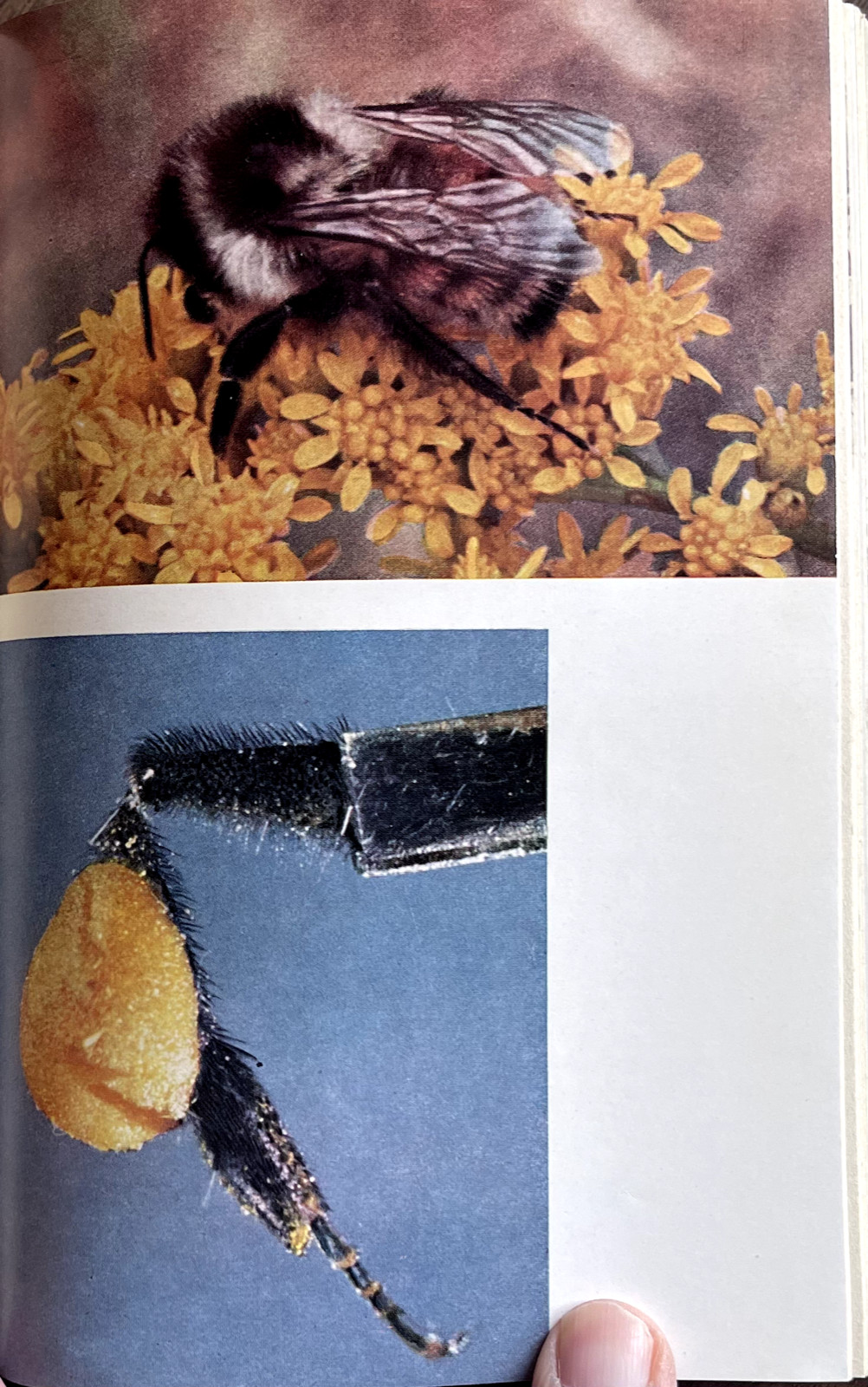 1951 AMERICAN SOCIAL INSECTS by Michener 1st Ed/hb/267pp/DJ/NICELY ILLUSTRATED