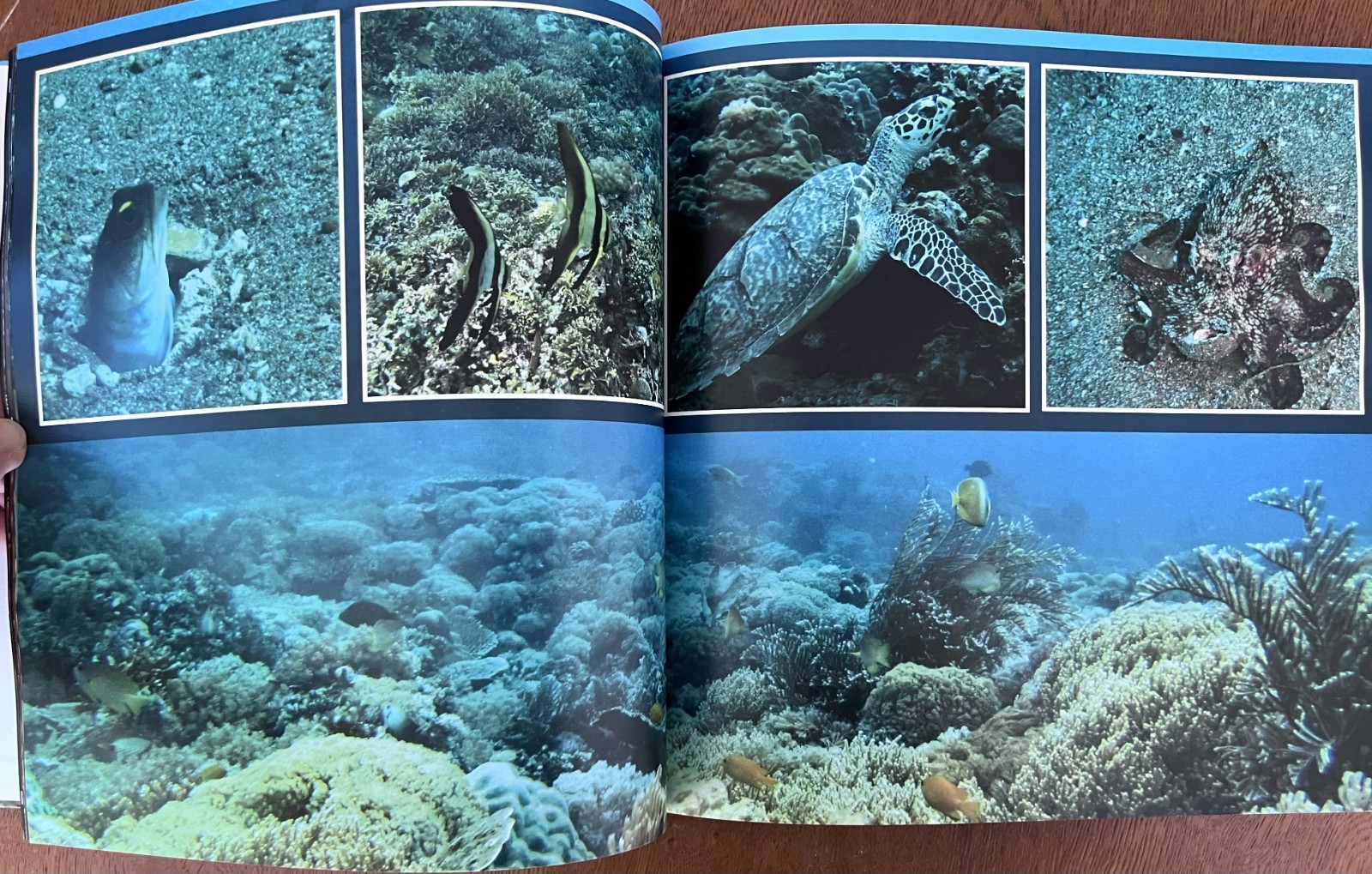 Philippines Diving: Anilao Batangas Verde Island Passage Coral Reef Photography