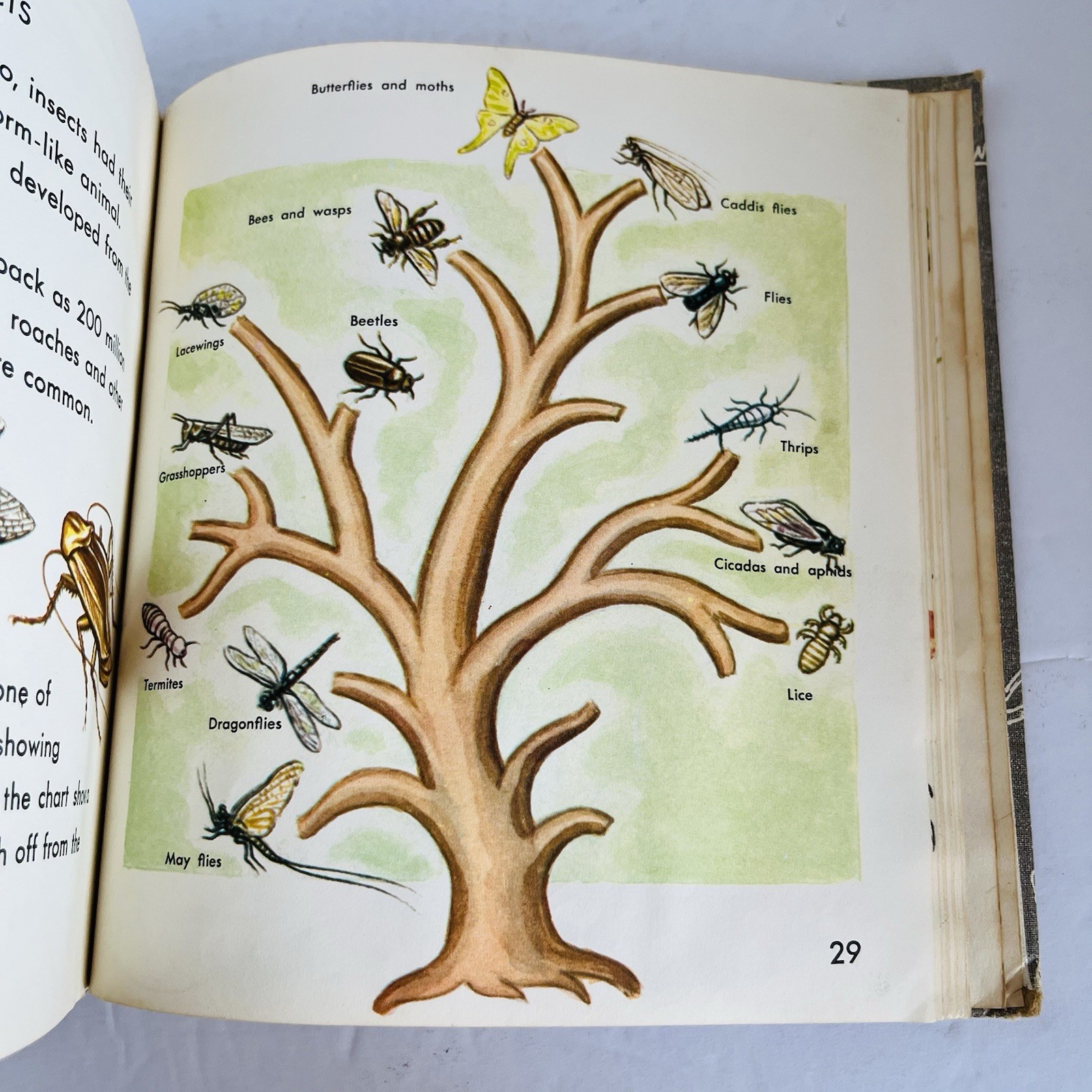 What is An Insect Charles D Neal 1961 Vintage Childrens Science Book Homeschool