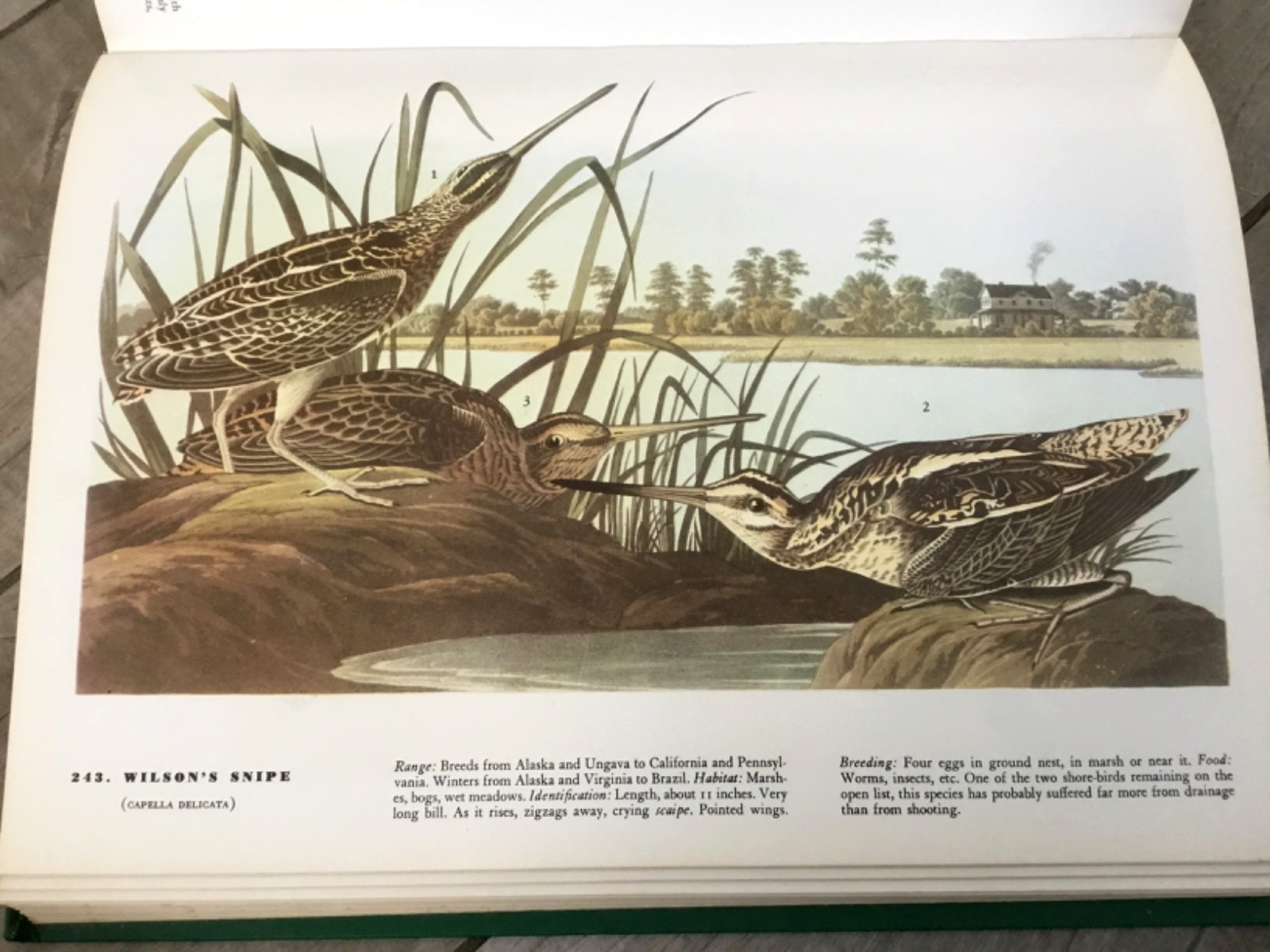 BIRDS OF AMERICA John Audubon McMillan Co Color Plate Prints 10th Printing 1974