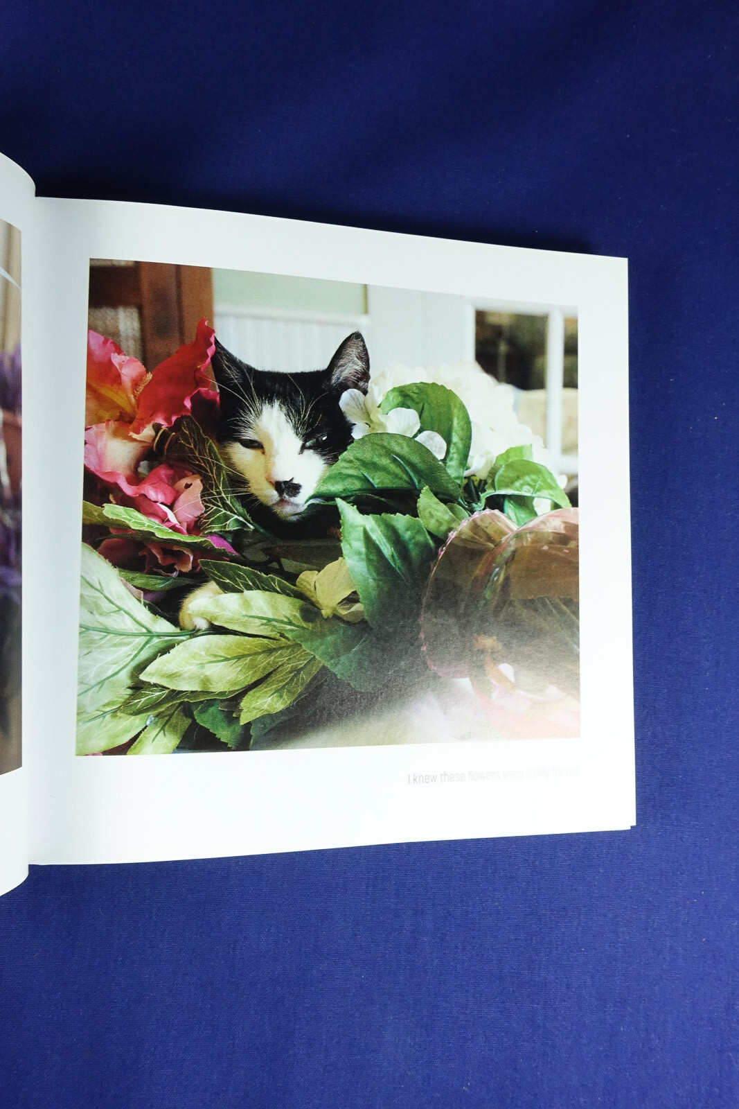 MY CAT IS A DICK Malcolm Katz FUNNY CAT PHOTOS BOOK
