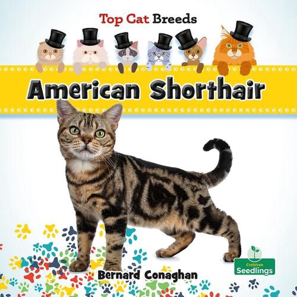 American Shorthair by Bernard Conaghan Hardcover Book