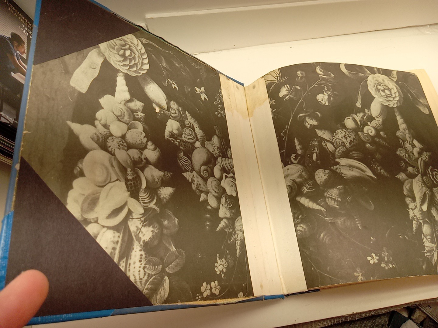Shells By Roderick Cameron (HC, 1961) Ex Library – READ
